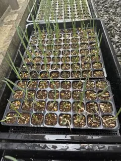 ランダム2株抜き苗発送】恵比寿大黒 - メルカリ
