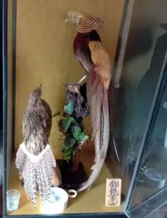 錦鶏鳥  剥製 錦鶏鳥 剥製 【公式通販】