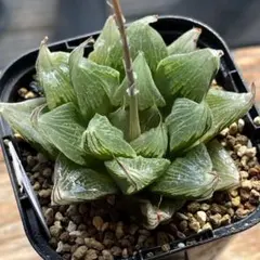 you 0_o様 リクエスト 3点 まとめ商品