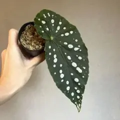 ★希少★ベゴニア マクラータ メルカリ便 発根管理中 ☆希少☆ベゴニア マクラータ メルカリ便 発根管理中 ☆希少☆ベゴニア