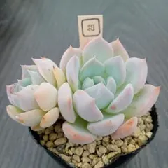 多肉植物　ラウリンゼ☓シムランスアセンションのサムネイル