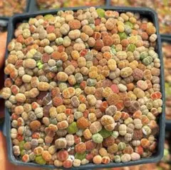 2025年最新】多肉植物 リトープスの人気アイテム - メルカリ
