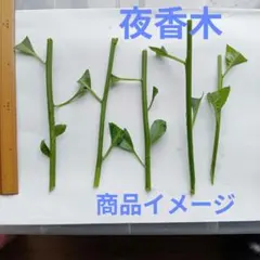 夜香木の挿し穂、約15cm程度5本、ナイトジャスミン、良い香り庭木、繁殖力旺盛