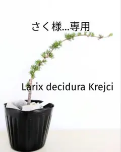さく様専用　Larix decidura Krejci　唐松