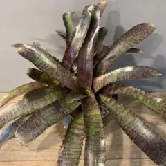 SaleAechmea Nnudicaulis Rafa - メルカリ