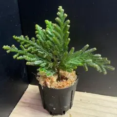 Selaginella delicatula 台湾産 セラギネラ デリカツラのサムネイル