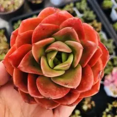 ホリデープリンセス　エケベリア　多肉植物