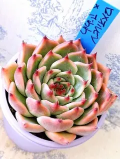 2026年最新】おらいさん苗 青札の人気アイテム - メルカリ