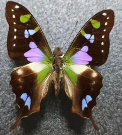 2026年最新】昆虫標本 蝶の人気アイテム - メルカリ