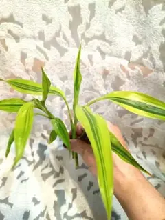 No.6【3本セット♪】ドラセナ ドリーミー♥️高さ約45cm - メルカリ