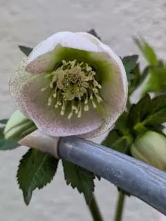 2026年最新】クリスマスローズカップ咲き苗の人気アイテム - メルカリ