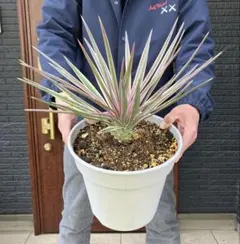 2026年最新】ユッカ アロイフォリアの人気アイテム - メルカリ