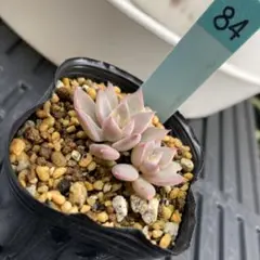虹のキャンディー 多肉植物 プラグ苗(抜き苗)2苗 ランダム発送 - メルカリ
