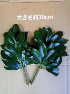 京都府産 無農薬 天然 本榊（ほんさかき） オーダー窓口 2025年最新】榊