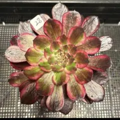 25#多肉植物アエオニウム錦❤️銅花順錦❤️1大頭11cm拔き苗 - メルカリ