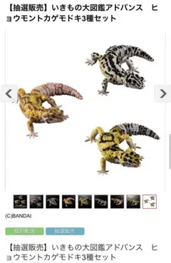 いきもの大図鑑アドバンス ヒョウモントカゲモドキ 3体　レオパ