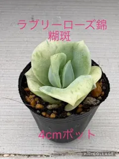 ♡専用出品♡のサムネイル