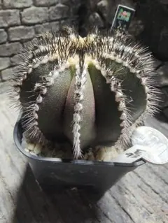 2025年最新】ペクチニフェラの人気アイテム - メルカリ