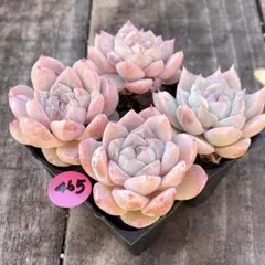 のお様 リクエスト 2点 まとめ商品