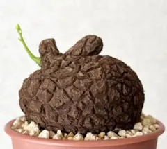 怠惰様　スペシャルセット　グロボーザ　スベローサ　鉢ごとメルカリ便 2025年最新】ステファニア スベローサの人気アイテム - メルカリ