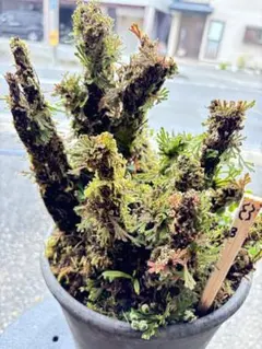 2026年最新】岩松 イワヒバの人気アイテム - メルカリ