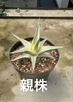 よしにゃあ 【最高級 極上特級株】 スノーホワイト　サンスベリア よしにゃあ 【最高級 極上特級株】 スノーホワイト サンスベリア