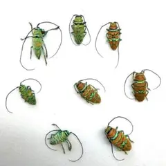 2026年最新】カミキリ 昆虫標本の人気アイテム - メルカリ