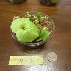 7-g ビカクシダ リドレイ胞子培養苗 複数株セットのサムネイル