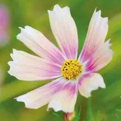 ぴーこ⚠️説明文必読（種・コスチューム）様 リクエスト 4点 まとめ商品