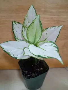 hyama0304様 リクエスト 3点 まとめ商品