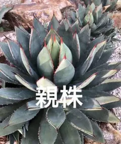 아가베 필리페라 x 이시멘시스 자손 ⑤ 붉은 가시가 월동하는 개체