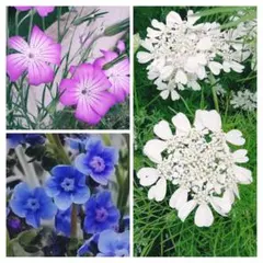 アグロステンマ オルレア シノグロッサム 花種 3点セット　秋蒔き　花の種