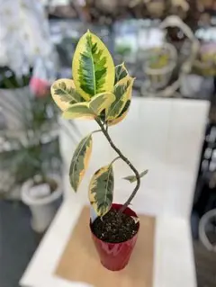 観葉植物 フィカス ティネケ 6号鉢 - メルカリ