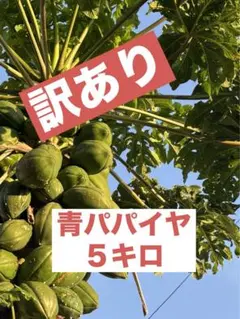 『訳あり』❤️青パパイヤ❤️５キロ越え❤️午前中発送可のサムネイル