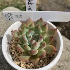 シ*ン様 人気種 ダニエルさん苗 D1 札付き 多肉植物 - メルカリ