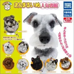 ♯Jqi22KZ　まんまるどうぶつ　まんまるいぬやんちゃ編人気5種 ♯Jqi22KZまんまるどうぶつまんまるいぬやんちゃ編人気5種チワワ