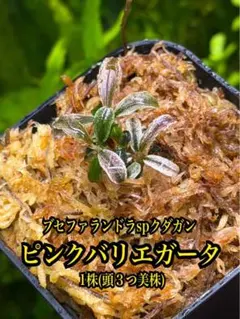 ブセファランドラspクダガンピンクバリエガータ　1株　水上葉　無農薬　メルカリ便 ブセファランドラspクダガンピンクバリエガータ 1株 水上葉 無農薬