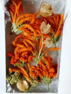 レオノチス　ナチュラルドライ　ニカンドラ　種