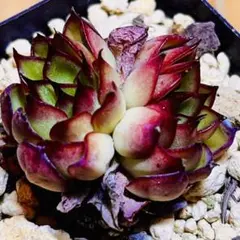 多肉植物❤️ファイヤーフライ❤️韓国苗育成 抜き苗 a8のサムネイル