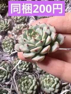 プンスケ様 リクエスト 4点 まとめ商品