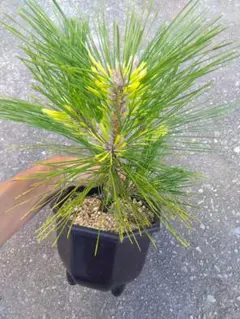 Picea abies Gold Drift 針葉樹 苗木 蝦夷赤松苗木 - メルカリ