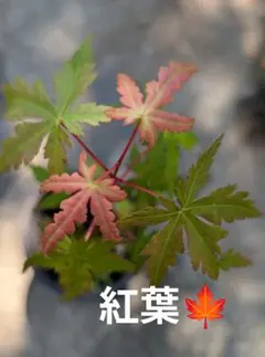 2026年最新】もみじ 苗木の人気アイテム - メルカリ