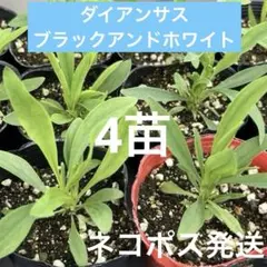2026年最新】ナデシコ苗の人気アイテム - メルカリ