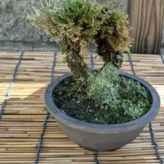 NO2 イワヒバ(岩松）中型 苔盆栽 陶器鉢 苔盆栽 中型 自然な樹形 イワヒバ - メルカリ