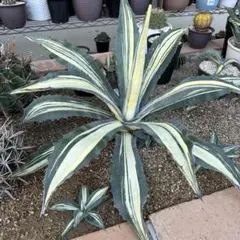 【引き取り限定】アガベ アメリカーナ黄覆輪　特大株　パリー　モンタナ　ジョーズ 引き取り限定】アガベ アメリカーナ黄覆輪 特大株 パリー モンタナ