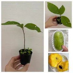 (大きめ)1ポット【ポットごと発送・巨大実から採取した種の苗】ポポー苗のサムネイル