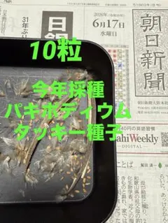 2026年最新】パキポディウム タッキーの人気アイテム - メルカリ