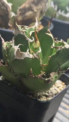 Agave アガベ キングアーサー 鉢のまま発送 オテロイ チタノタ - メルカリ