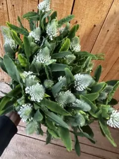 Rino様 リクエスト 2点 まとめ商品