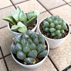 多肉植物 ハオルチア 3種セット 抜き苗のサムネイル